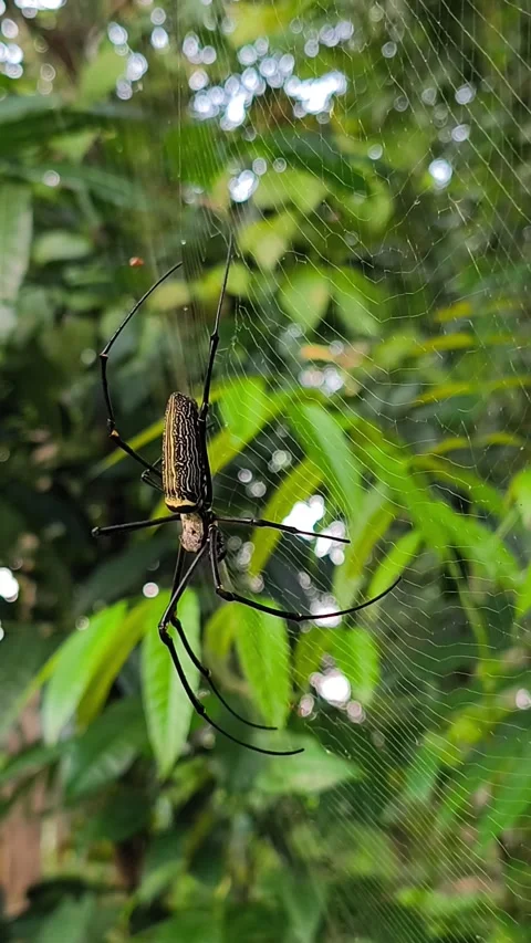 Golden orb-weaver spider hanging on intricate Video stock 336545327