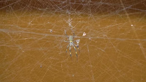 Golden Orb Weaver Spider with long striped yellow and black legs sits on web Stock Footage 333319587