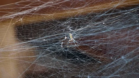 Golden Orb Weaver Spider with long striped yellow and black legs sits on web Stock Footage 333341503