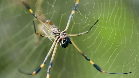 Golden orb weaver spider waiting patiently on its web in Costa Rica Stock Footage 345438908