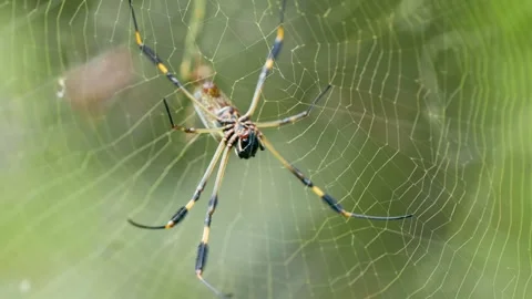 Golden orb weaver spider weaving an intricate web in Costa Rica Stock Footage 345438891