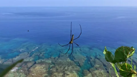 Golden Orb-Weaver Spider on Web. Stock Footage 205055056