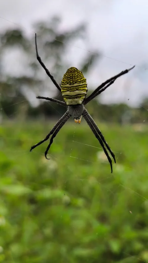 Golden Orb Weaver Spider on Web Stock Footage 338227205
