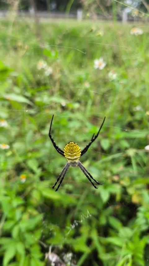 Golden Orb Weaver Spider on Web Video stock 338227225