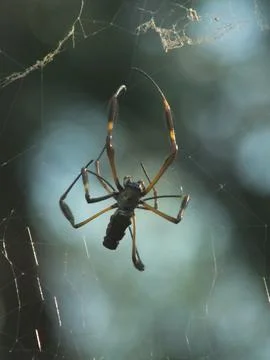Golden Orb Weaver Spider on a Web 2 Stock Photos