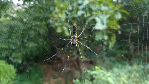 Golden orb weaver spider on web in natural habitat showing symmetry network.. Stock Photos