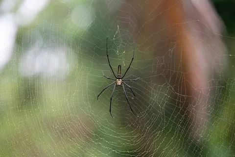Golden Orb-Weaver Spider on Web in Ubud Stock Photos
