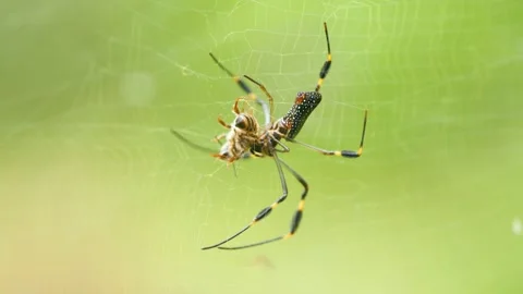 Golden orb weaver spider wrapping bee prey in silk web in Arenal Volcano 스톡 동영상 345438949