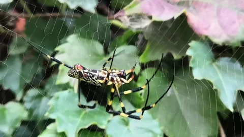 Golden orb weaver on the web Stock-Footage 117173150