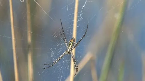 Golden Orb-Web Spider Video stock 22413141