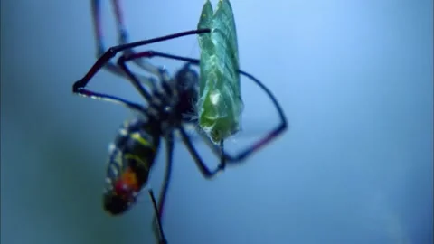 Golden Orb Web Spider Hunting Green Insect, Blue Background, 4K b-roll Stock Footage 340947366