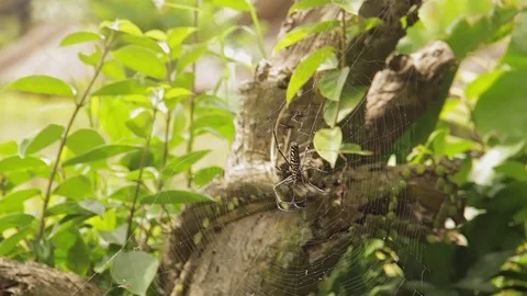 Golden Orb Web Spider in Indonesia Stock Footage