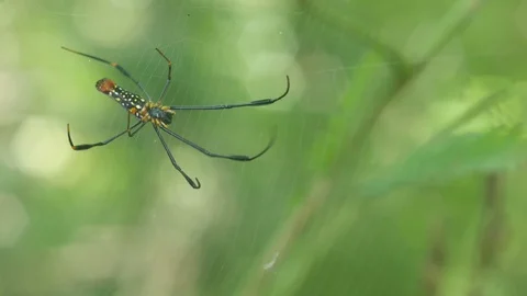 Golden orb-web spider moving on web Stock Footage 99189419