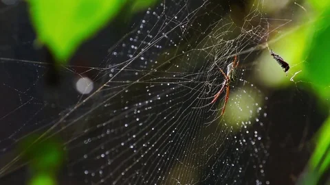 Golden orb-web spider (Nephila clavipes) in tropical rainforest Stock-Footage 72252209