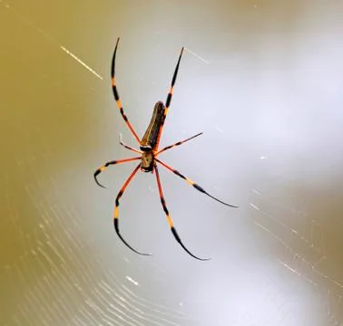 Golden orb web spider Stock Photos