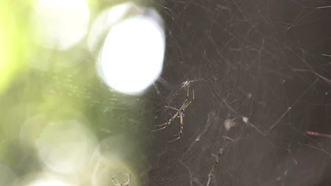 Golden Orb Web Spider in Web Video stock 111780558