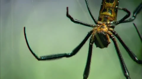 Golden Orb Web Spider on Web Close Up, Tropical Forest Stock-Footage 343831604