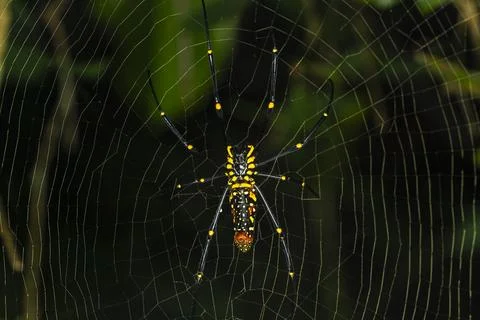 Golden orb-web spider on web close up Stock Photos