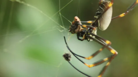 Golden orbweaver eating Stock-Footage 35824168