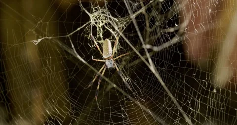 A Golden Orbweaver rests on its web as the wind gently blows Stock Footage 253830665