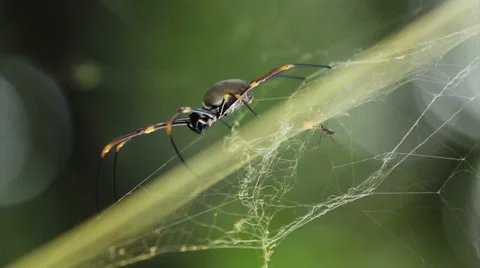 Golden orbweaver spiders Stock Footage 35803838