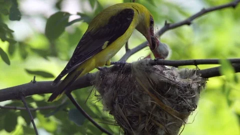 Golden oriole bird family in its nest Stock Footage