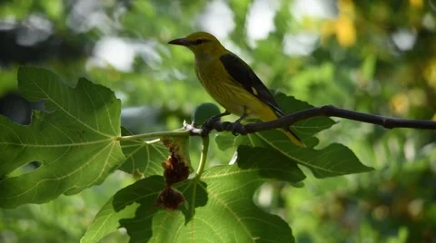 A golden oriole feeds on a fig fruit cutting pieces of it. Stock Footage 67880368