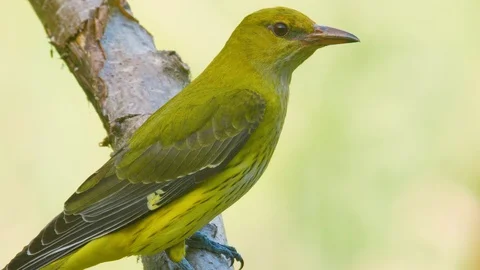 Indian Golden Oriole, Was lucky to get clear shots of a mal…