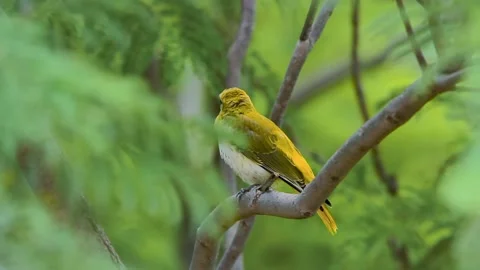 Golden Oriole preening calling in between the leaves Eye level shot Stock Footage 157378241
