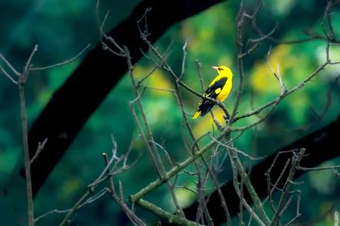 Golden Oriole on the tree Stock Photos