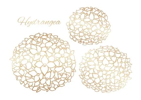 Golden outline hydrangea, vector isolated clip art Stock Illustration