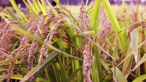 Golden paddy field Stock Footage 163649333
