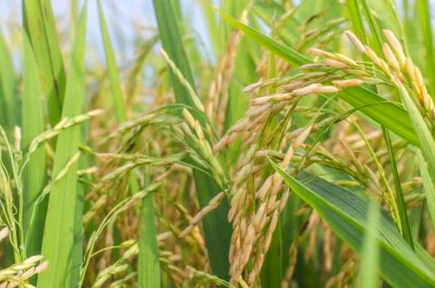 Golden paddy Stock Photos