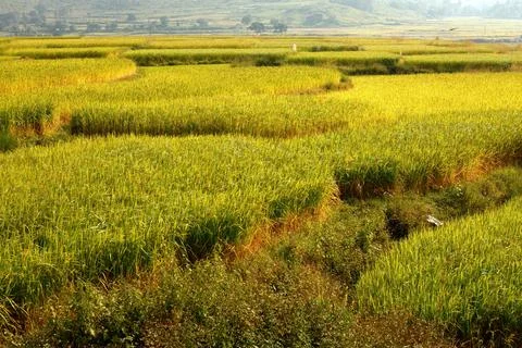 Golden Pady Fields Under Bright Sky Create Warm Rural Landscape Scene Stock Photos