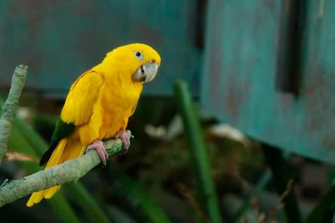 The golden parakeet bird or golden conure. Stock Photos