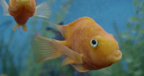 "Golden parrot" fish swim in clear aquarium Stock Footage