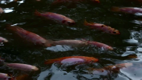 Golden parrot fish view from surface Stock-Footage 333640810