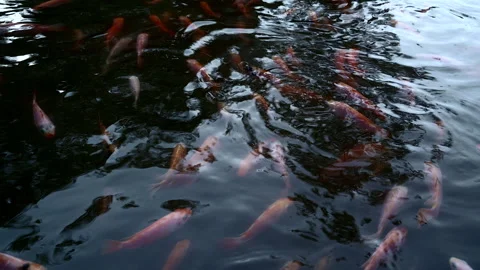 Golden parrot fish view from surface Stock-Footage 333641493