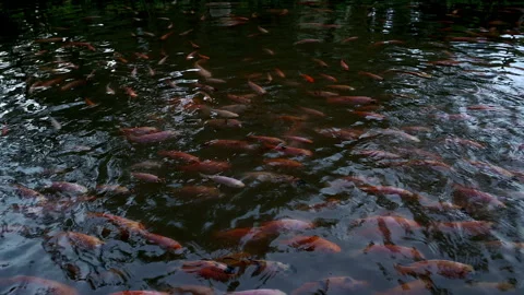 Golden parrot fish view from surface Stock-Footage 333641551