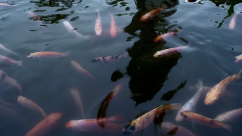 Golden parrot fish view from surface Video stock 333700805