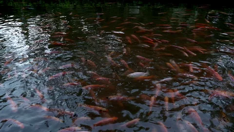 Golden parrot fish view from surface Stock-Footage 333700843