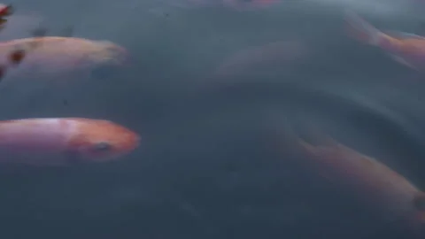 Golden parrot fish view from surface Video stock 333700862