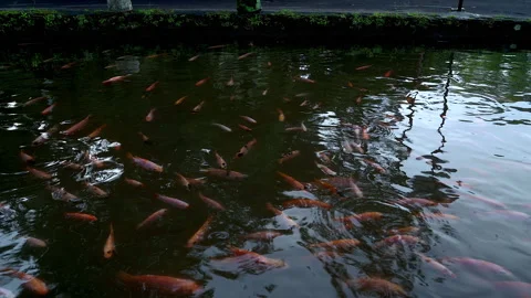 Golden parrot fish view from surface Video stock 333700874