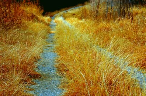 Golden Path Stock Photos