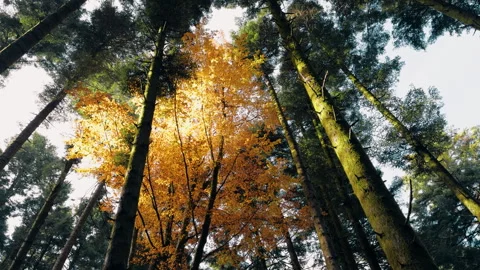 Golden Path Through Autumn Treetops Stock Footage 283257096