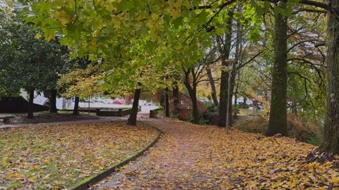 Golden Pathways: A Tranquil Autumn Stroll Stock Footage 255607181