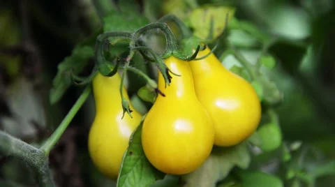 Golden Pear Tomatoes. Stock Footage 54312814