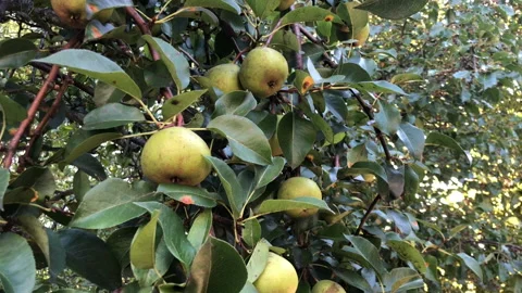 Golden Pears 動画素材 205713838