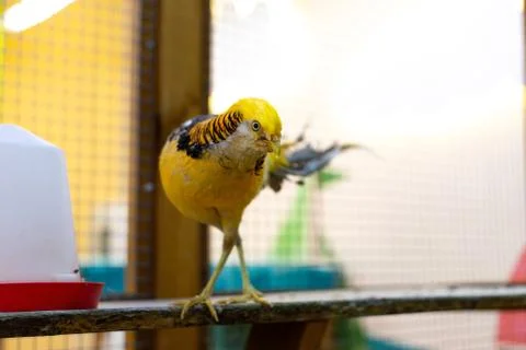 Golden pheasant. Bird posing for the camera. Stock Photos