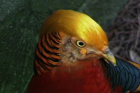 Golden Pheasant-cu Video stock 817810
